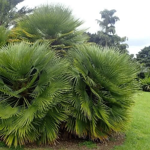 Chamaerops Humilis - Image 3