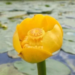 Nuphar Lutea - Yellow Water Lily