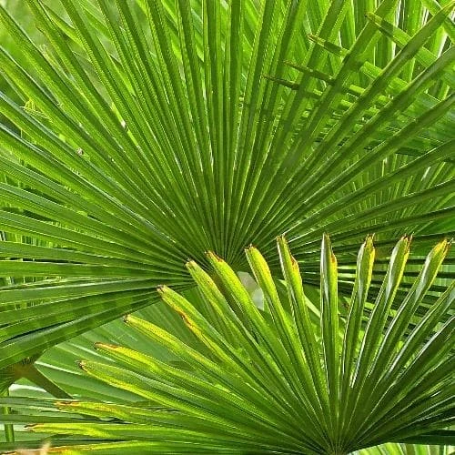 Chamaerops Humilis - Image 2
