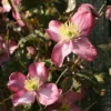 Clematis Montana Freda