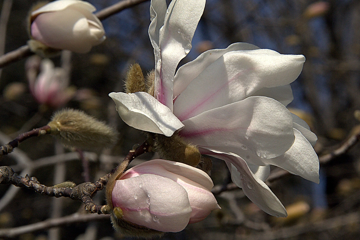Magnolia X Loebneri Merrill - Image 2