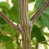 Acer Davidii Serpentine - Snakebark Maple