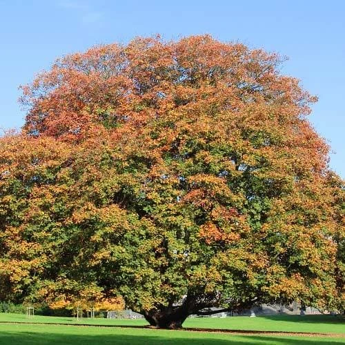 Acer Pseudoplatanus ‘Atropurpureum’ - Image 4