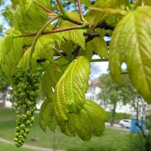 Acer Pseudoplatanus Worley - Image 2