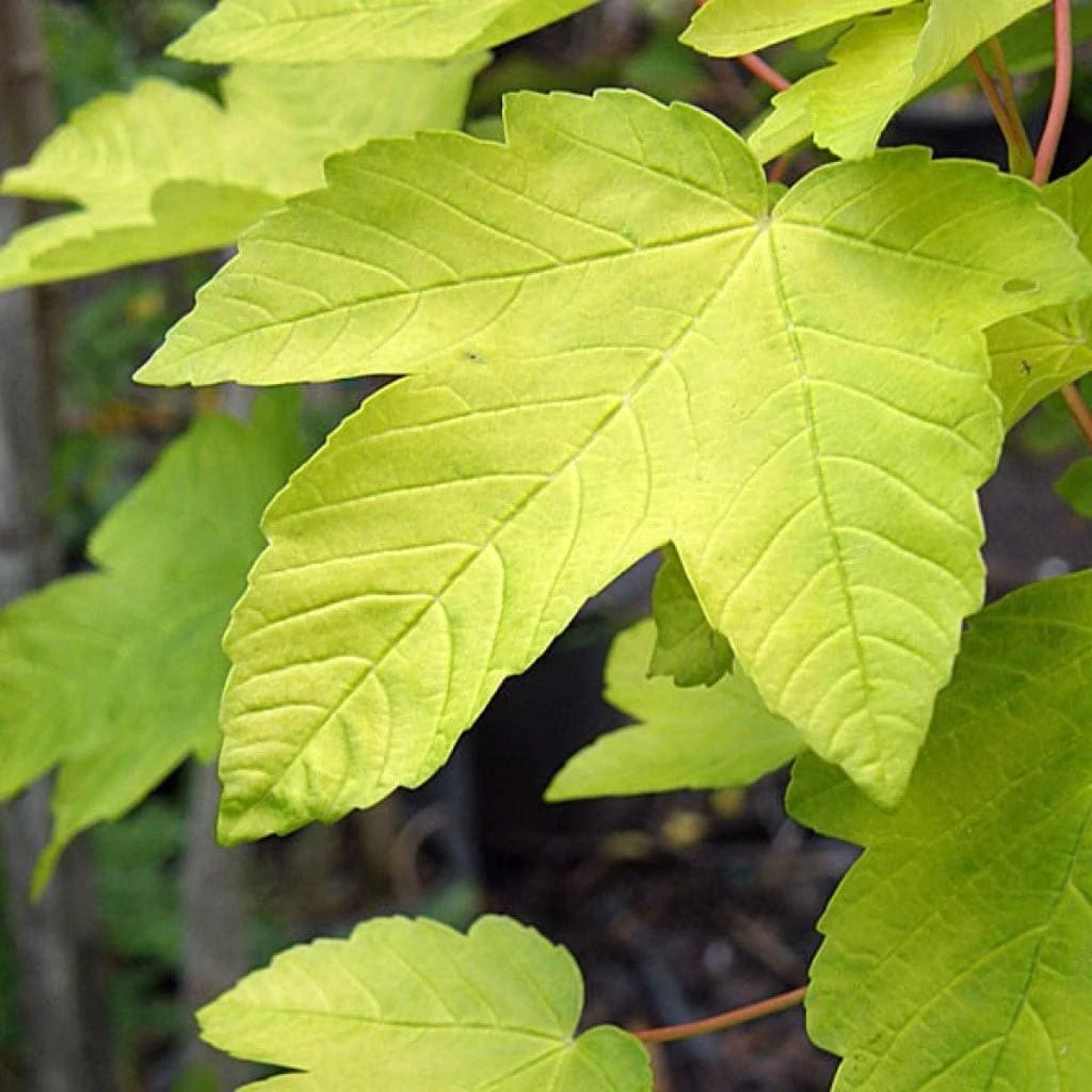 Acer Pseudoplatanus Worley - Image 3