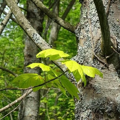 Acer Pseudoplatanus Worley - Image 4