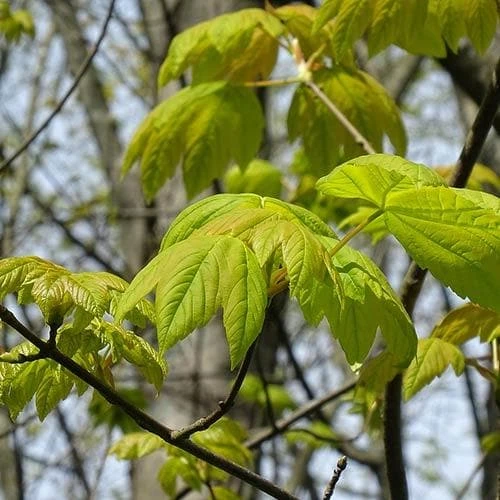 Acer Pseudoplatanus Worley - Image 6
