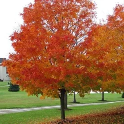Acer Saccharum