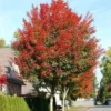 Acer Truncatum X Acer Platanoides Keith’s Form (Norwegian Sunset®)