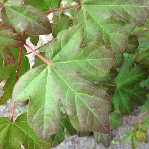 Acer Campestre Red Shine - Image 2