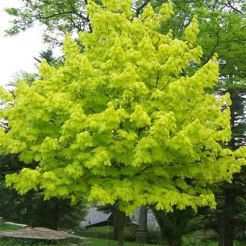 Acer Platanoides Princeton Gold - Image 3