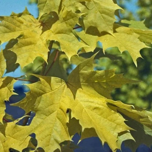 Acer Platanoides Princeton Gold - Image 4