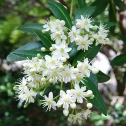 Acradenia Frankliniae