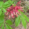 Aesculus Pavia
