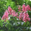 Aesculus X Carnea Briotii