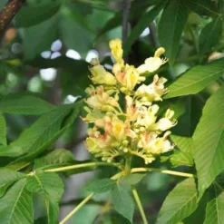 Aesculus X Arnoldiana