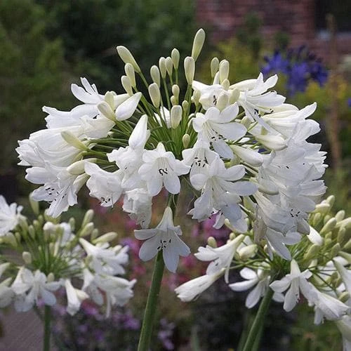 Agapanthus Arctic Star - Image 3