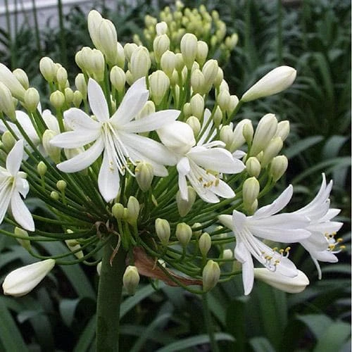 Agapanthus Arctic Star - Image 2
