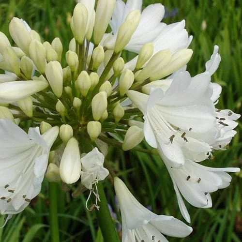 Agapanthus Arctic Star - Image 4