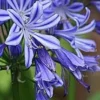 Agapanthus Charlotte