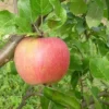 Apple Alkmene