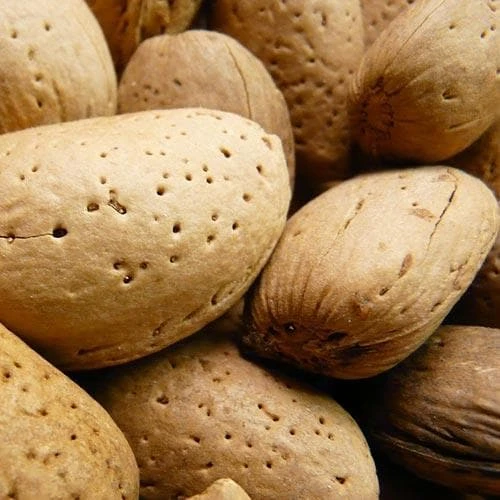 Almond - Prunus Dulcis Robijn - Image 6