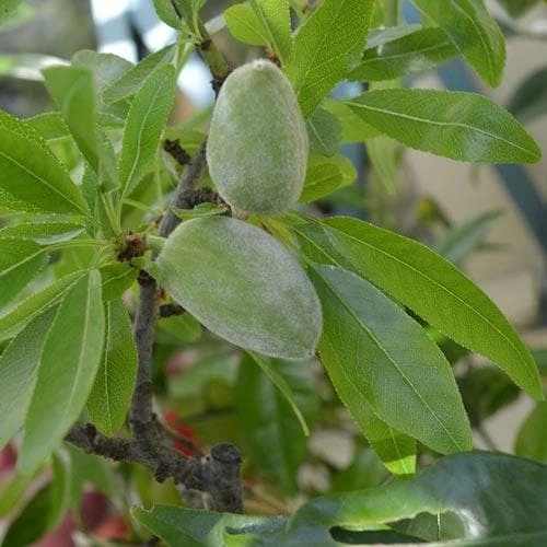 Almond - Prunus Dulcis Robijn - Image 8