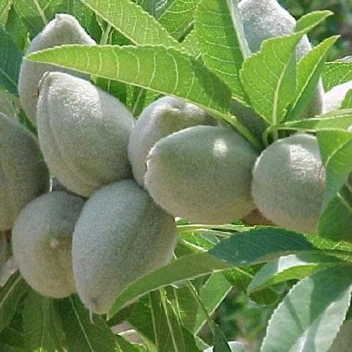 Almond - Prunus Dulcis Robijn - Image 2