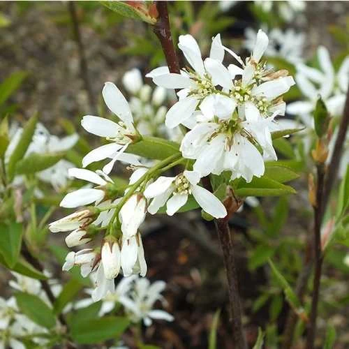 Amelanchier X Grandiflora Ballerina - Image 2