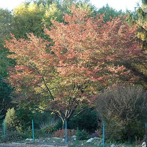 Amelanchier X Grandiflora Robin Hill AGM - Image 4