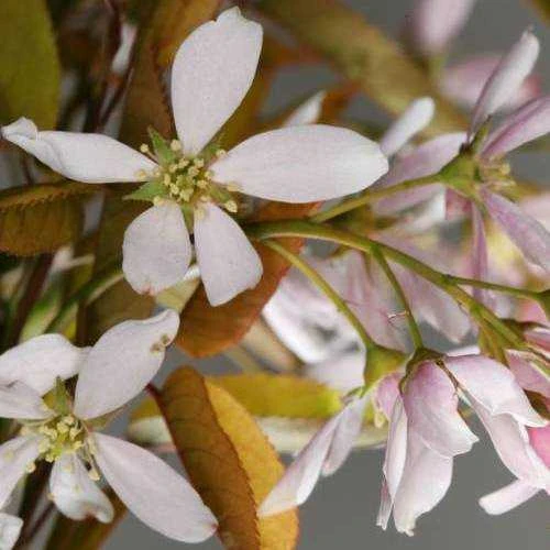 Amelanchier X Grandiflora Robin Hill AGM - Image 3