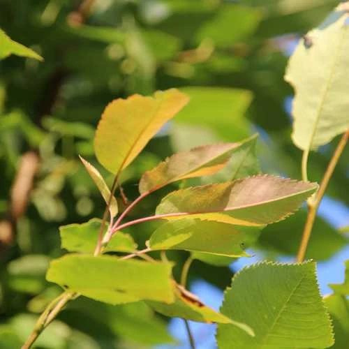 Amelanchier X Grandiflora Robin Hill AGM - Image 2