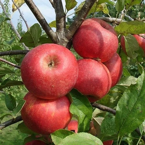 Apple Red Elstar - Image 2