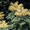 Aralia Spinosa | Devils Walking Stick