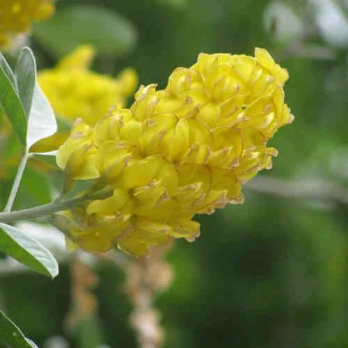 Argyrocytisus Battandieri - Image 7