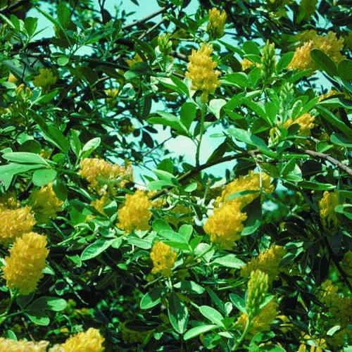 Argyrocytisus Battandieri - Image 8