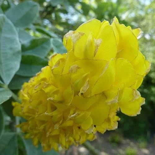 Argyrocytisus Battandieri - Image 6