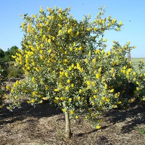 Argyrocytisus Battandieri - Image 3