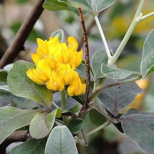 Argyrocytisus Battandieri - Image 4