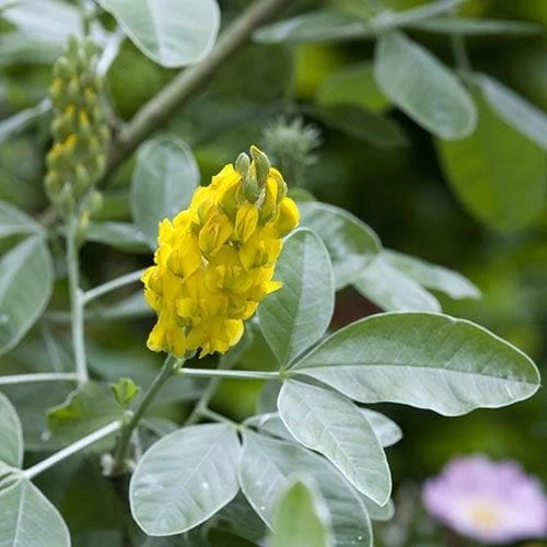 Argyrocytisus Battandieri - Image 5