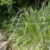 Astelia Banksii