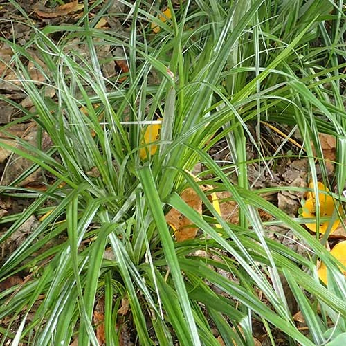 Astelia Banksii - Image 2