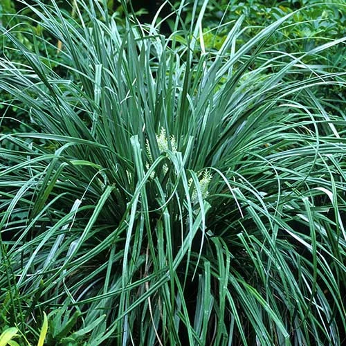 Astelia Banksii - Image 3