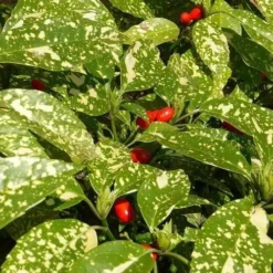 Aucuba Japonica Crotonifolia