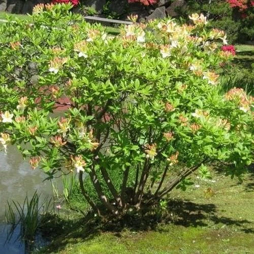 Azalea Mollis Daviesii - Image 3