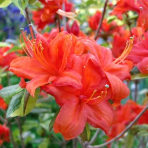 Azalea Mollis Fireball