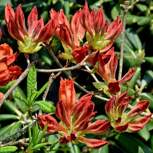 Azalea Mollis Fireball - Image 2