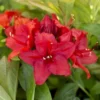Azalea Mollis Nabucco
