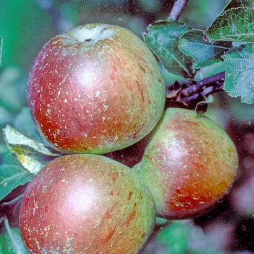 Apple Ballinora Pippin - Image 2