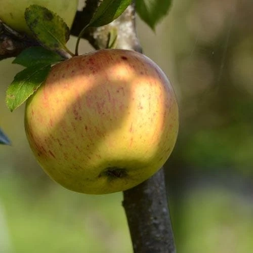 Apple Ballyvaughan Seedling - Image 2